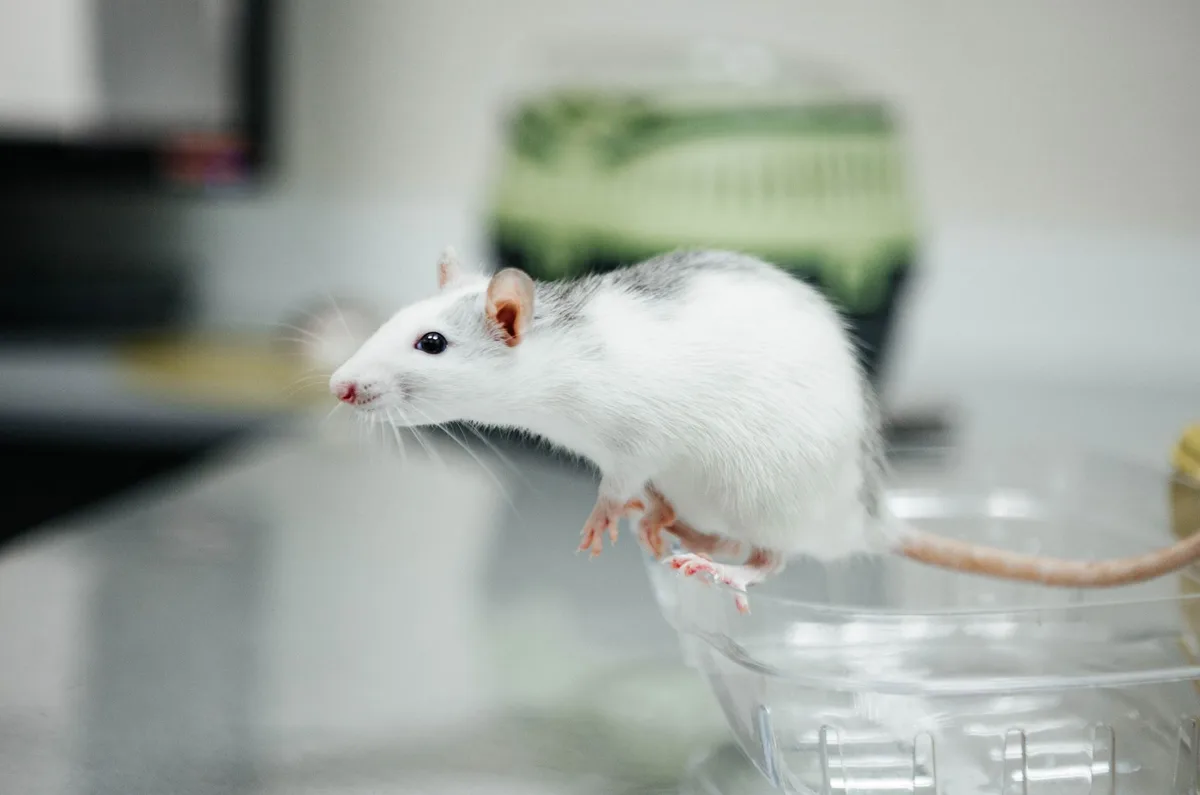 Crottes de souris fraîches et anciennes comparées pour identification