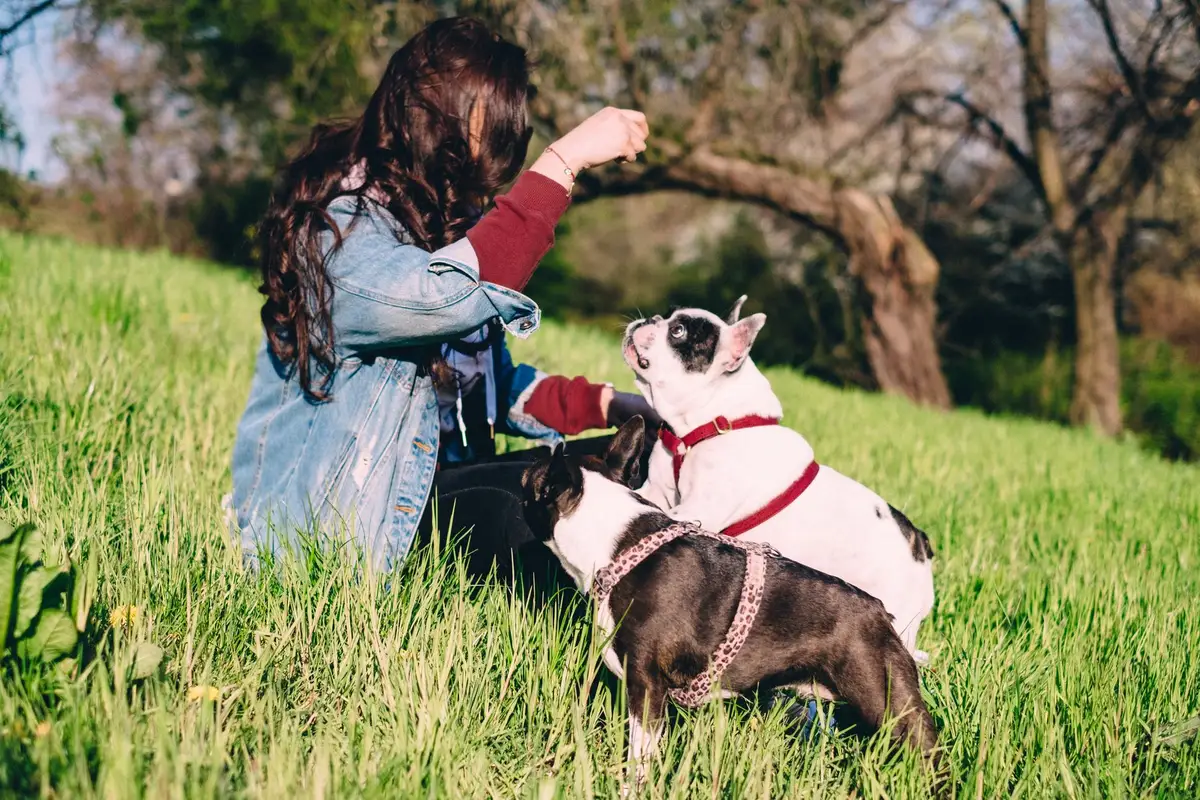 Un chien qui obéit malgré les distractions d'un environnement public
