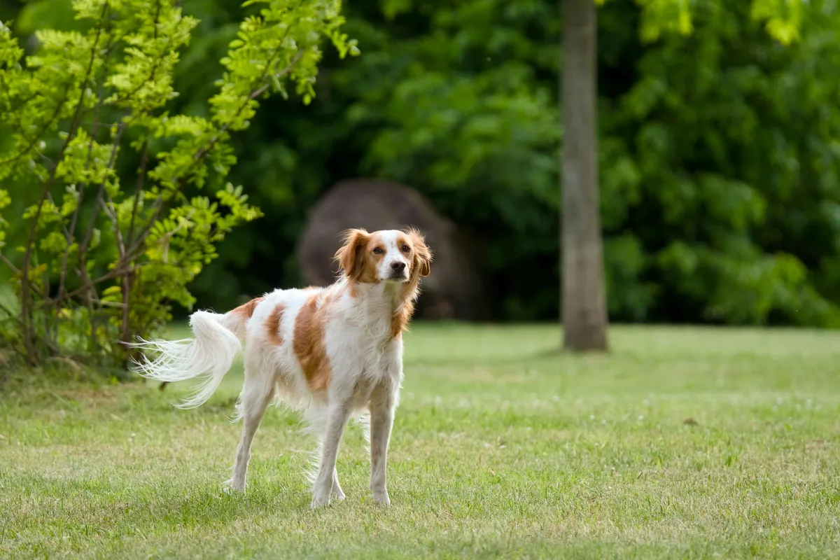 Chien montrant différentes postures et signaux corporels de communication