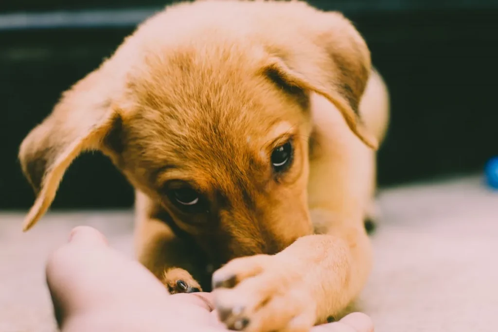 Main donnant une friandise à un chien de manière douce et calme