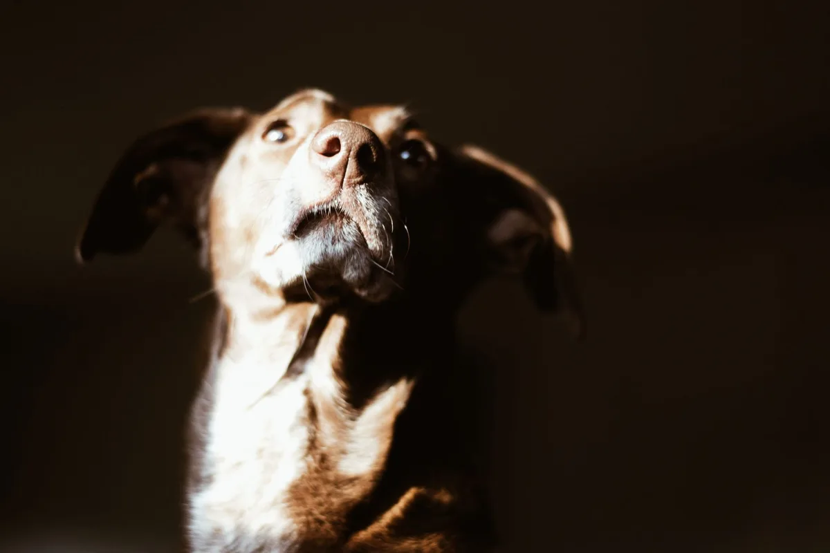 Chien assis avec les oreilles baissées et la queue rentrée, montrant des signes de peur