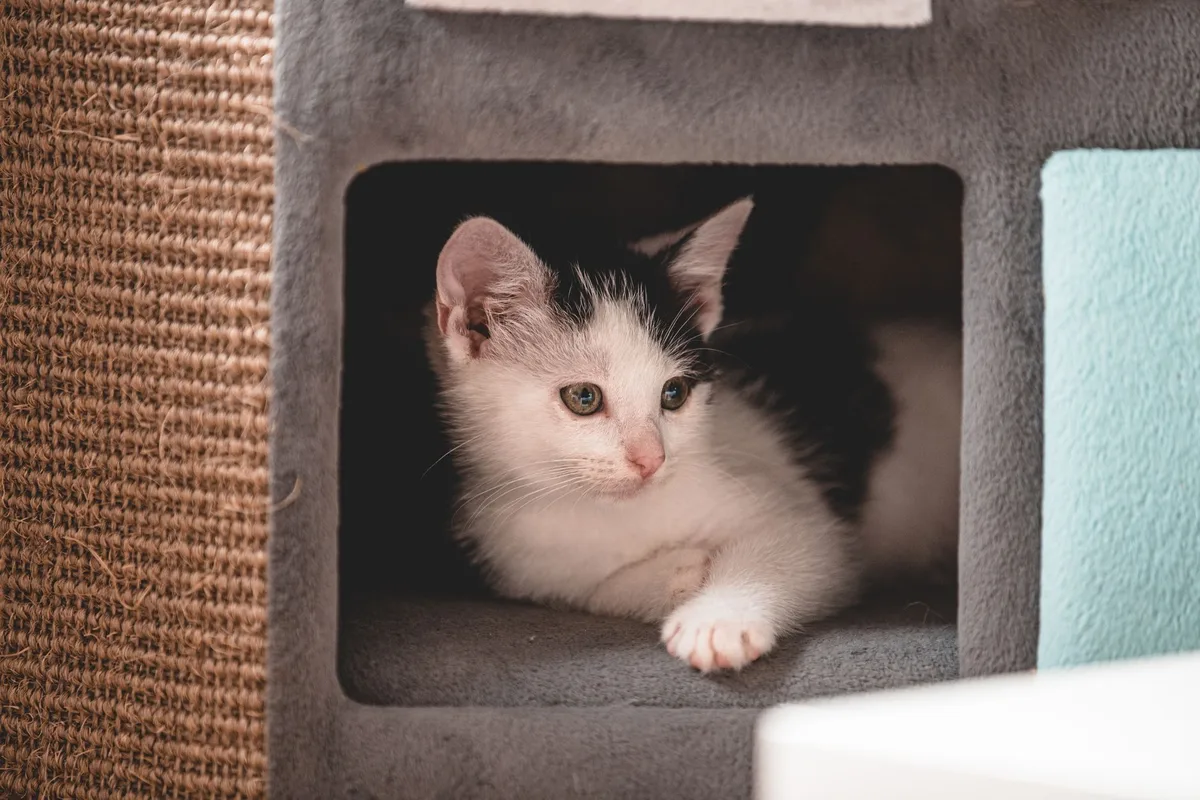 Chat à l'intérieur d'une maison sécurisée pendant ses chaleurs au printemps