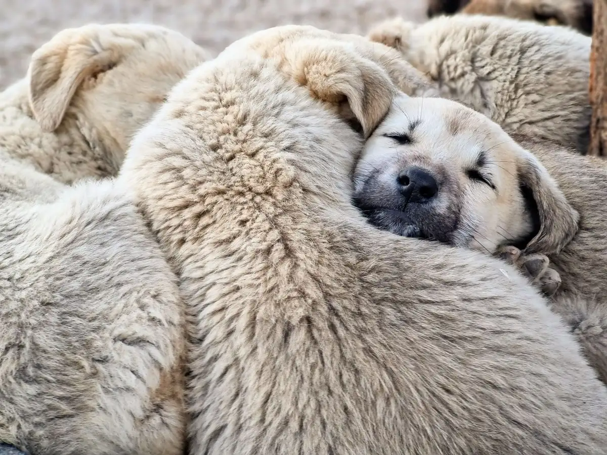 Jeune chiot dormant paisiblement après une séance d'activité
