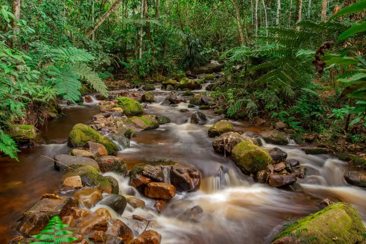 Cours d'eau amazonien avec feuilles mortes et eaux ambrées en forêt tropicale