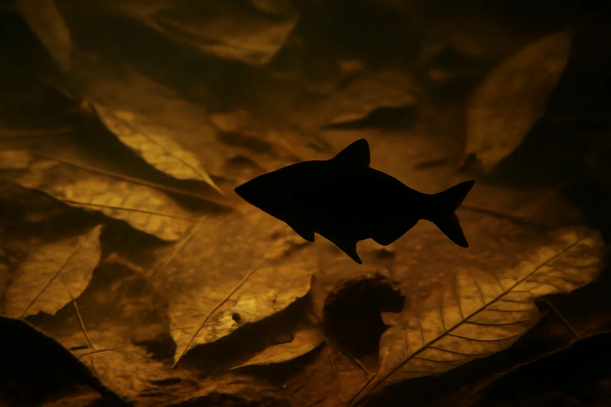 Comment le poisson-feuille d'Amazonie imite-t-il une feuille ?