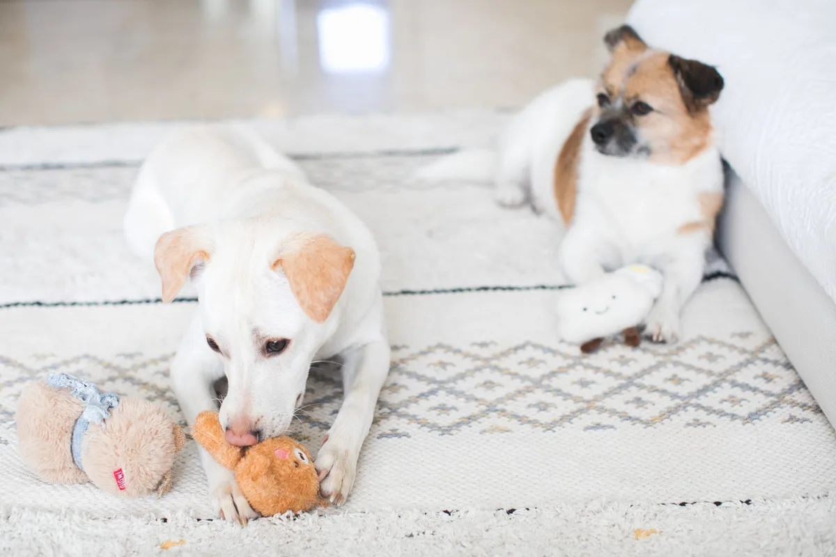 Jouet distributeur de nourriture pour chien stimulant l'activité mentale