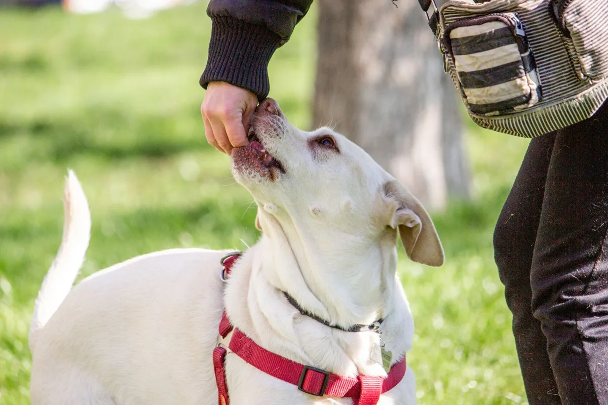 Maître récompensant son chien lors d'un exercice d'obéissance avec une friandise