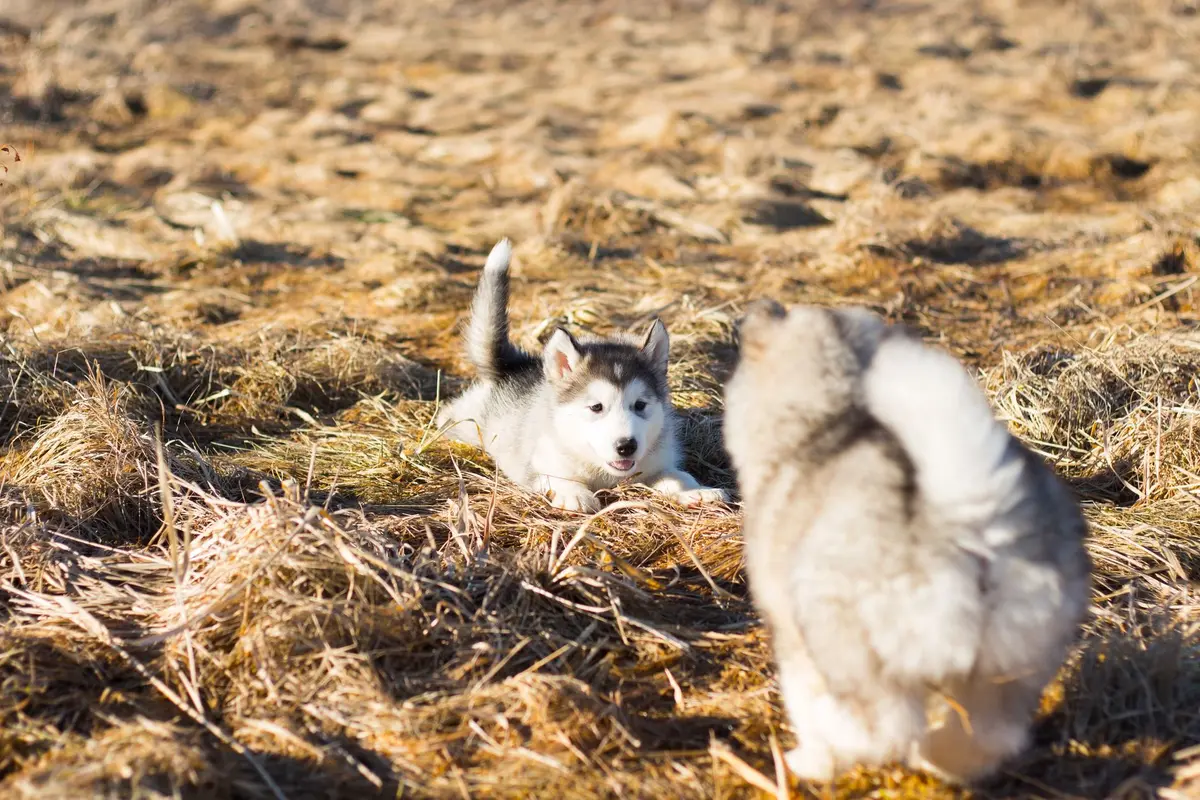 Chiot explorant progressivement un nouvel environnement avec encouragement bienveillant