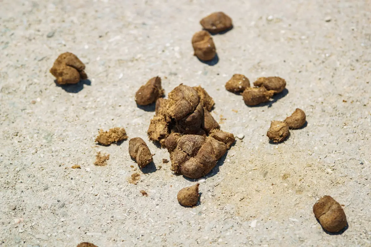 Signes d'infestation : excréments et traces d'urine sur l'isolant