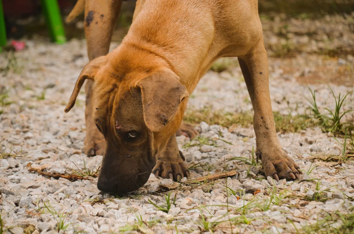 Un chien explorant un puzzle alimentaire pour stimuler son flair et résoudre un problème.