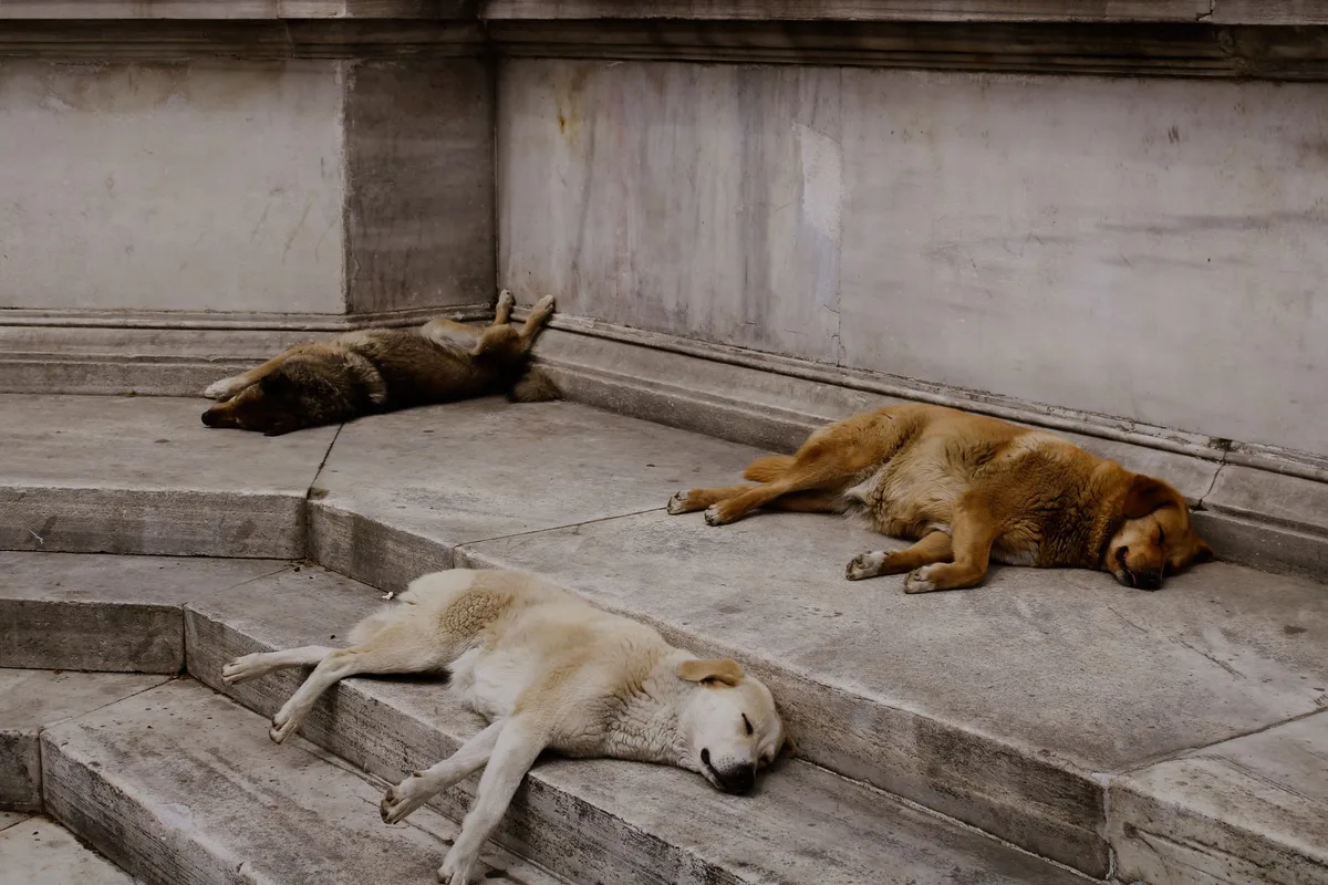 Un chien dormant paisiblement dans un coin tranquille, sans distractions.