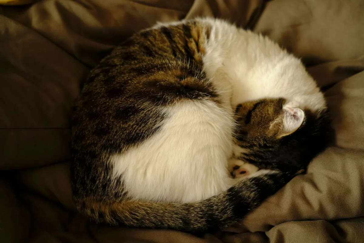 Chat recroquevillé en boule, posture de confort ou de douleur