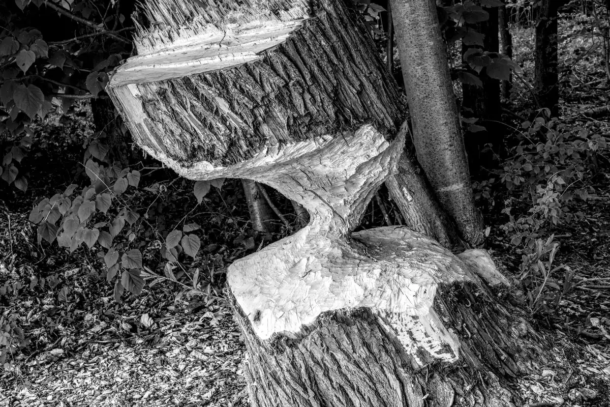 Câbles électriques rongés et bois endommagé par des rats