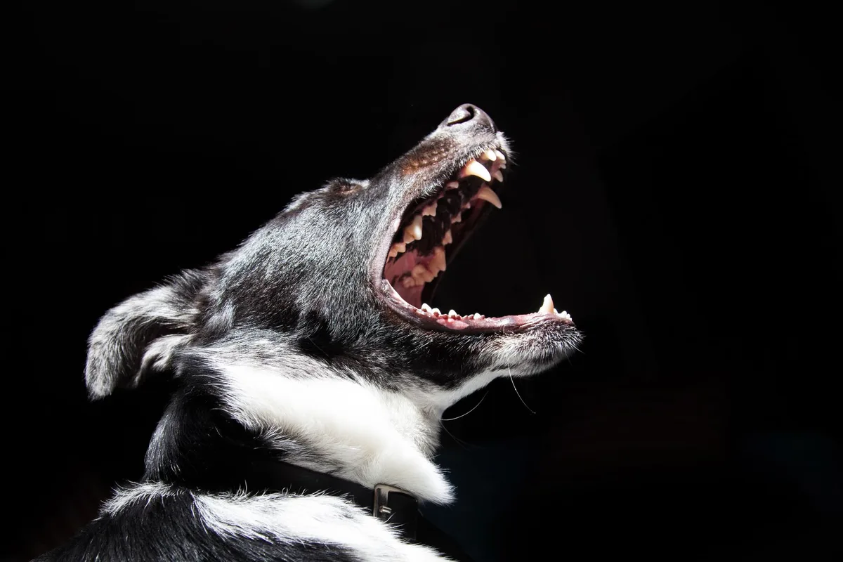 Chien montrant des signes d'inconfort : oreilles en arrière, posture tendue, grognement.