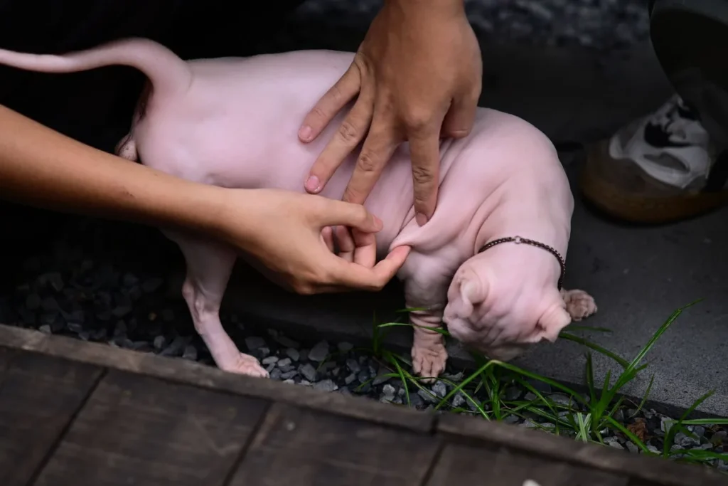 Un chien qui se détourne d'une main qui s'approche, oreilles en arrière, exprimant son refus de contact.