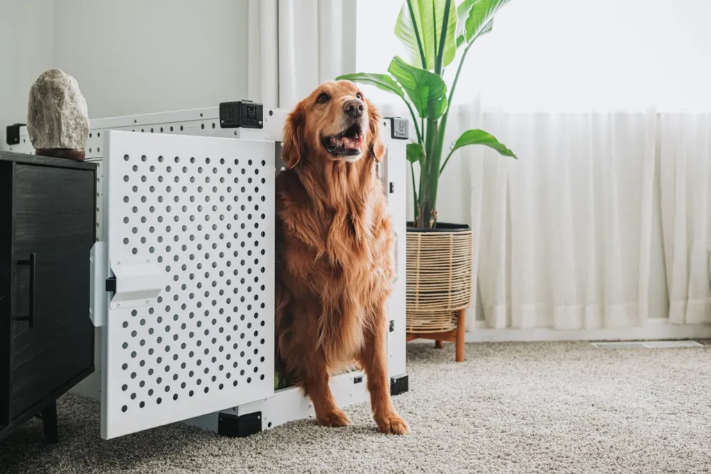Un chien assis dans une caisse de transport ouverte avec une couverture familière dans un intérieur lumineux.
