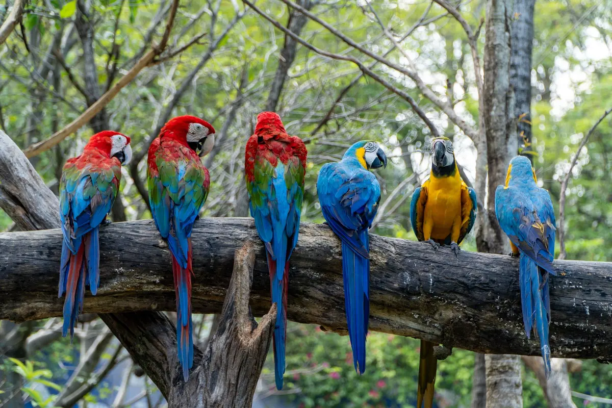 Différentes espèces de perroquets de tailles variées côte à côte