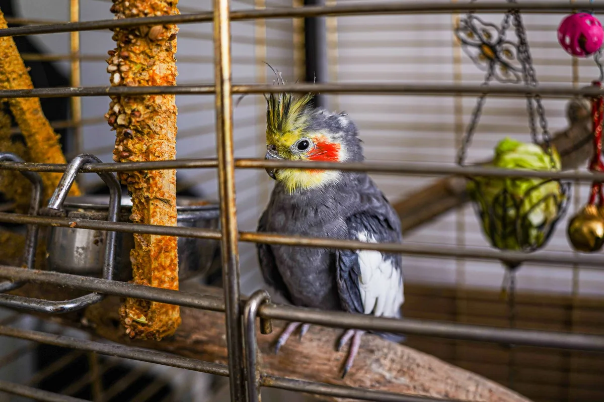 Cage spacieuse pour perroquet avec perchoirs et jouets colorés