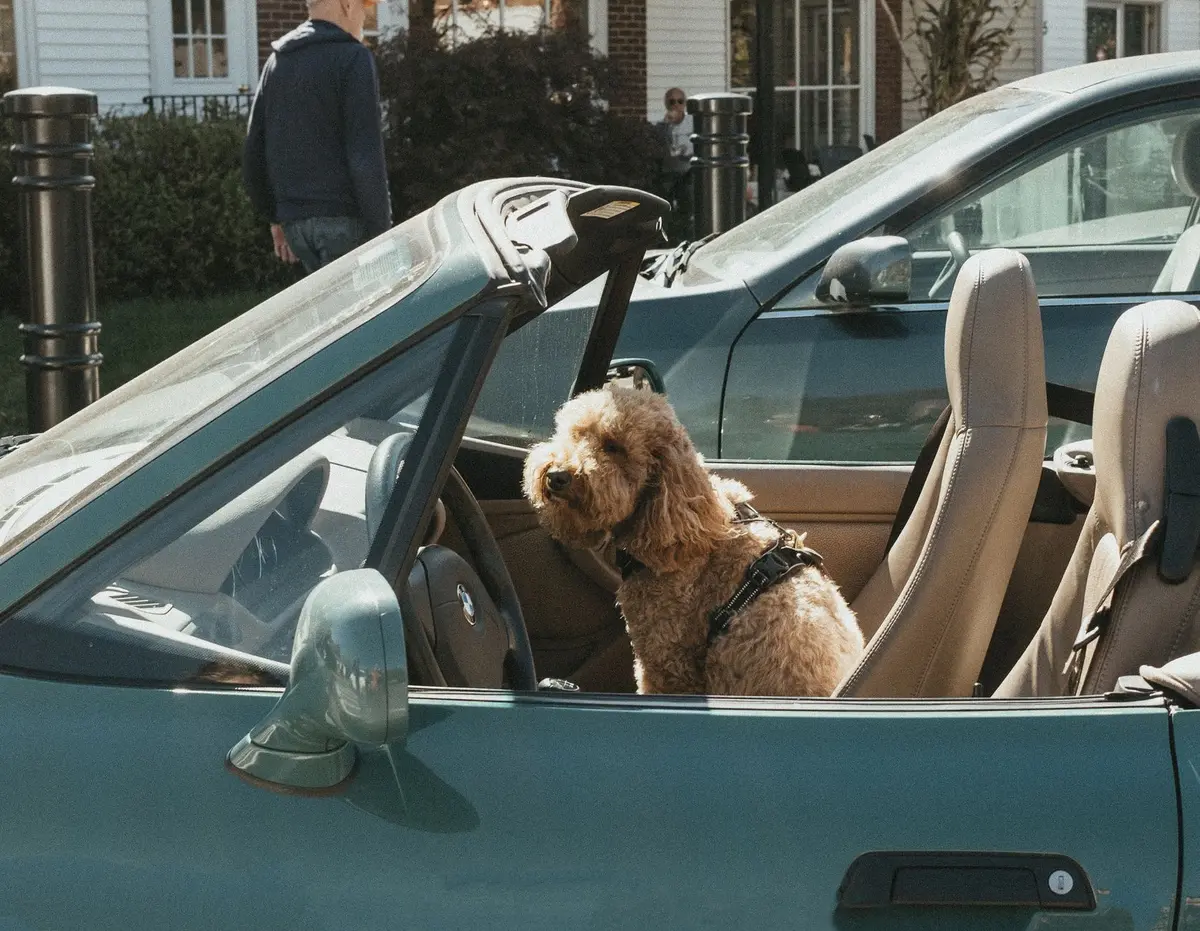 Un chien attaché avec un harnais de sécurité dans une voiture