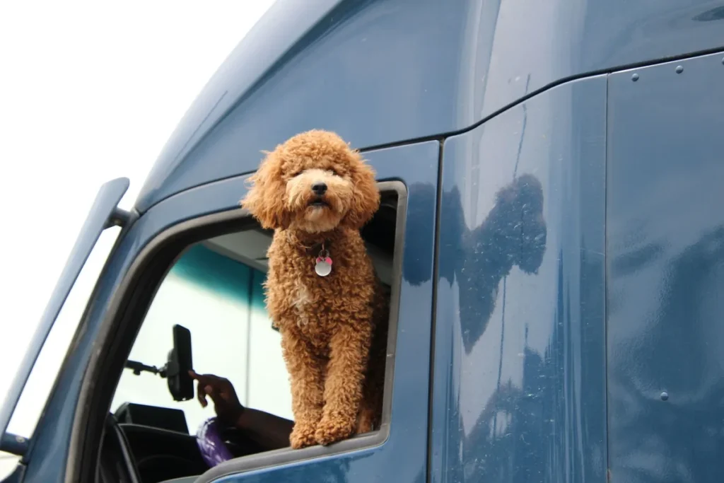 Un chien regarde par la fenêtre d'une voiture en mouvement pendant un road trip