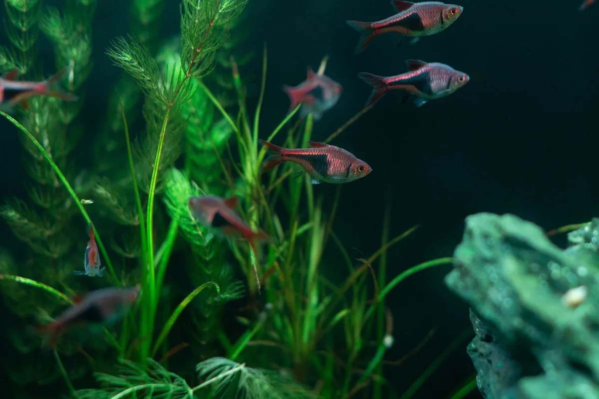Plantes aquatiques denses incluant mousse de Java et Anubias dans un aquarium.