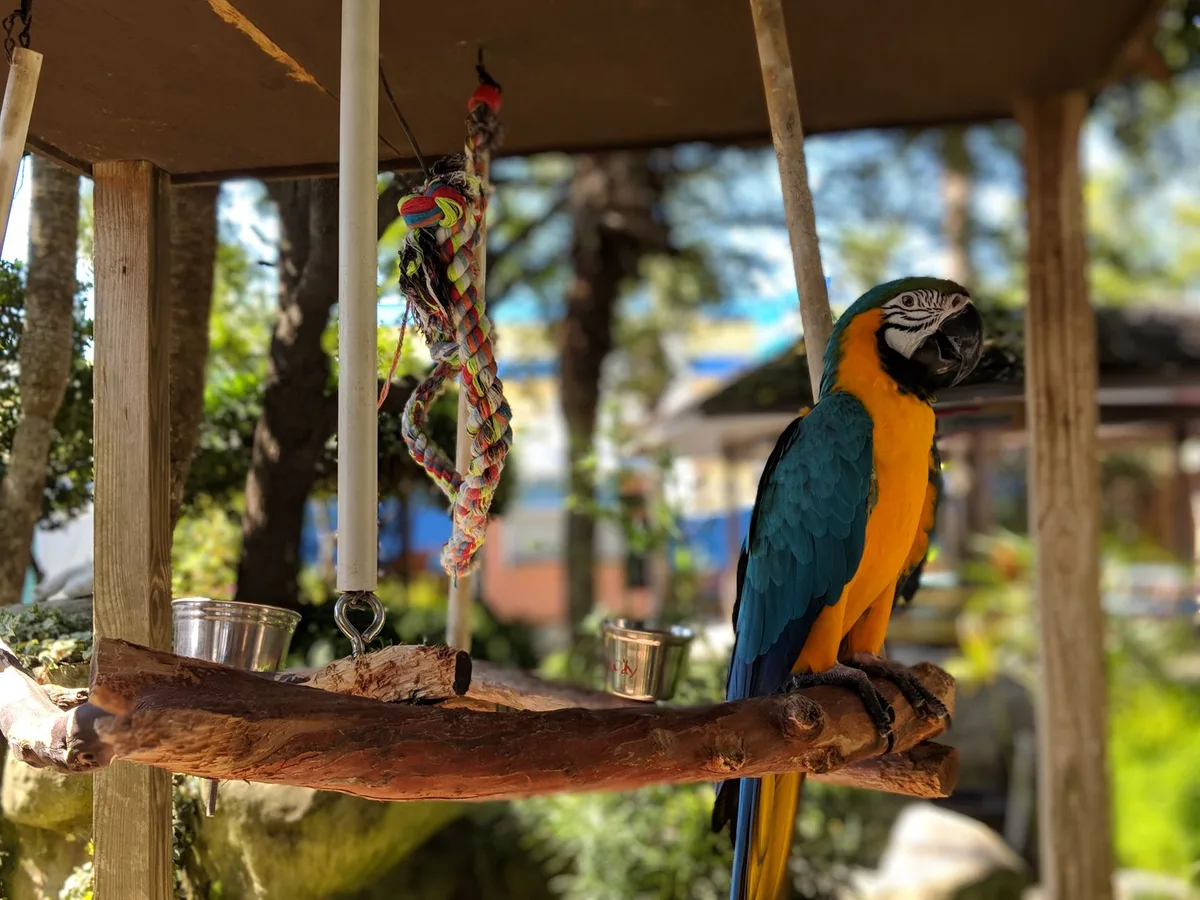 Accessoires de cage : perchoirs en bois naturel, jouets suspendus et balançoires