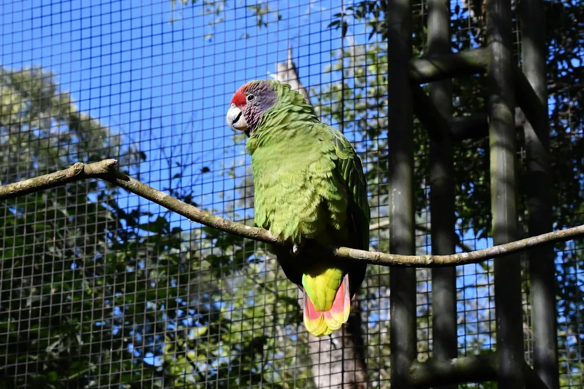 Petite perruche colorée sur une branche dans une cage bien éclairée avec accessoires d'enrichissement