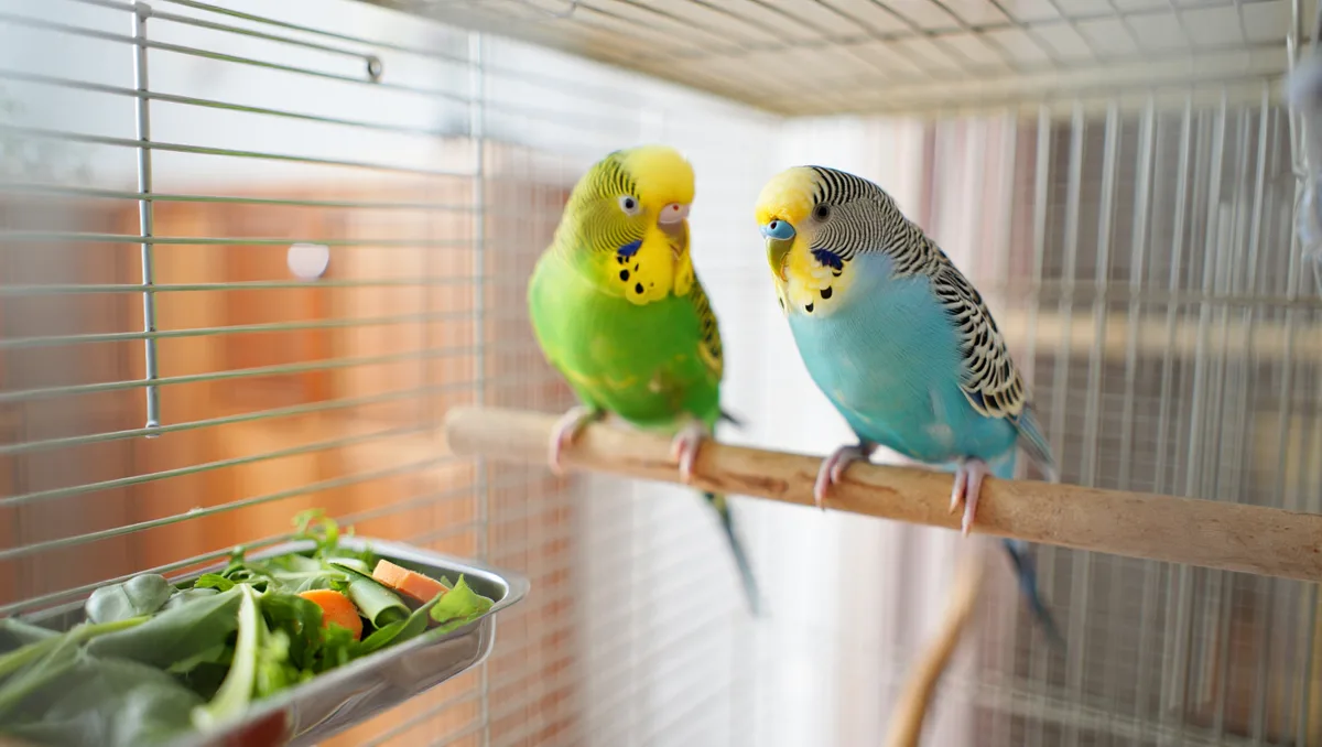 Élever une perruche de Bourke : conseils pratiques pour soins, cage et alimentation