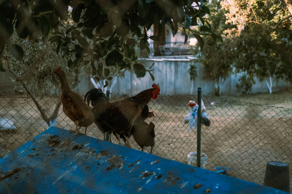 Enclos de poules bien exposé au soleil et à l'ombre dans un jardin