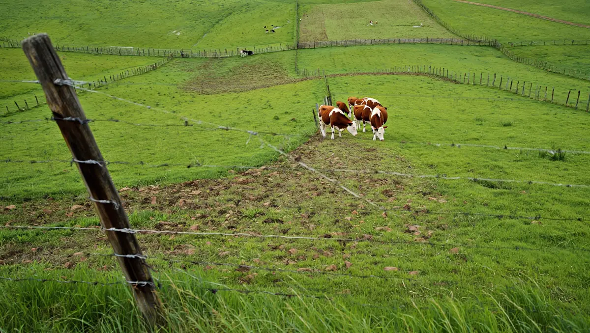Faire durer la végétation — La rotation des pâturages est une stratégie simple et très efficace : déplacez le parc ou installez plusieurs parcelles pour laisser la pelouse se régénérer. Semer des plantes résistantes au piétinement et proposer des zones où