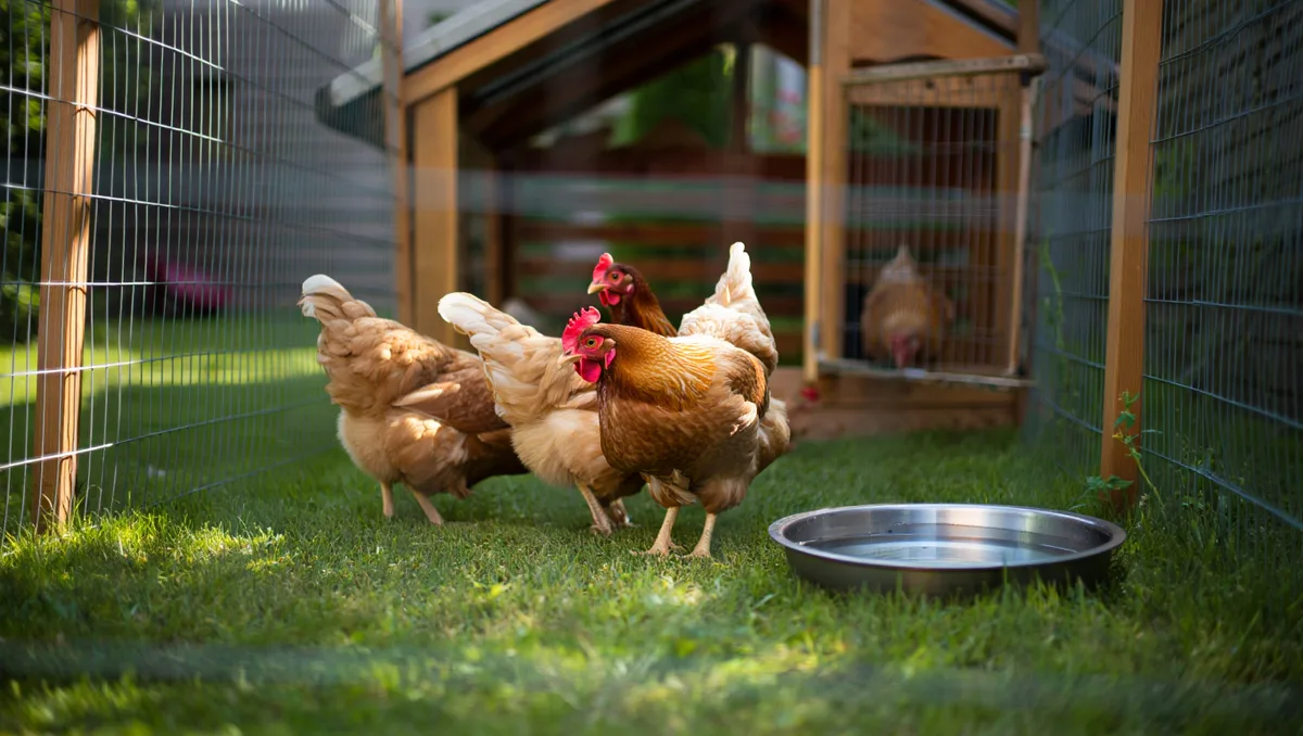 Enclos pour poules selon la taille du jardin : conseils pour un espace confortable