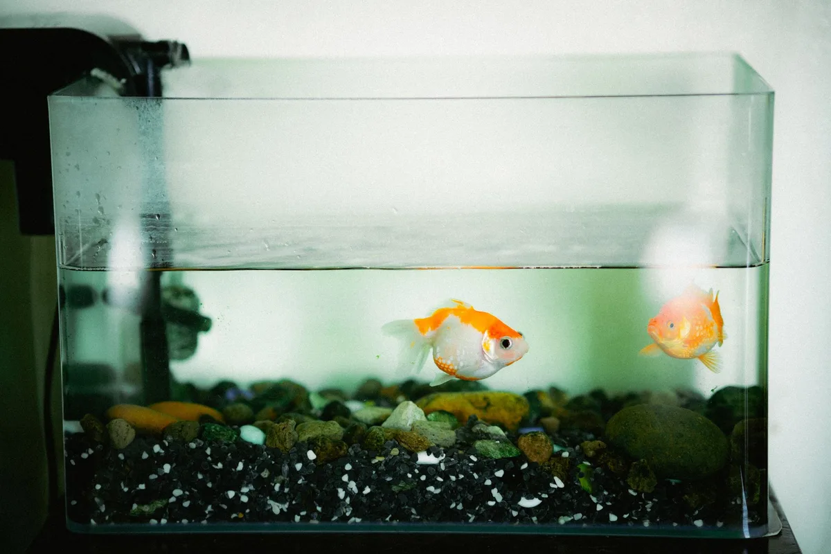 Utilisation d'un siphon pour nettoyer délicatement le sable d'aquarium