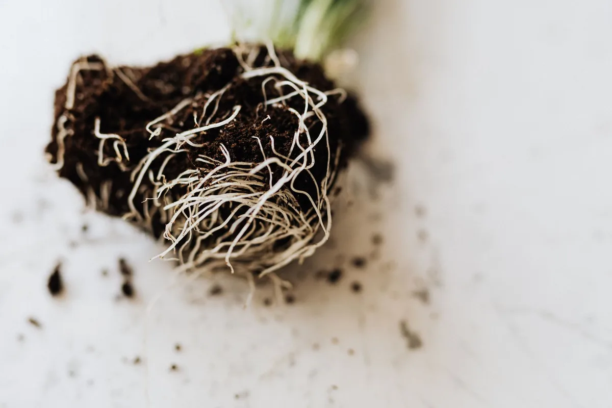 Racines de plantes aquatiques dans le substrat sableux d'un bac planté