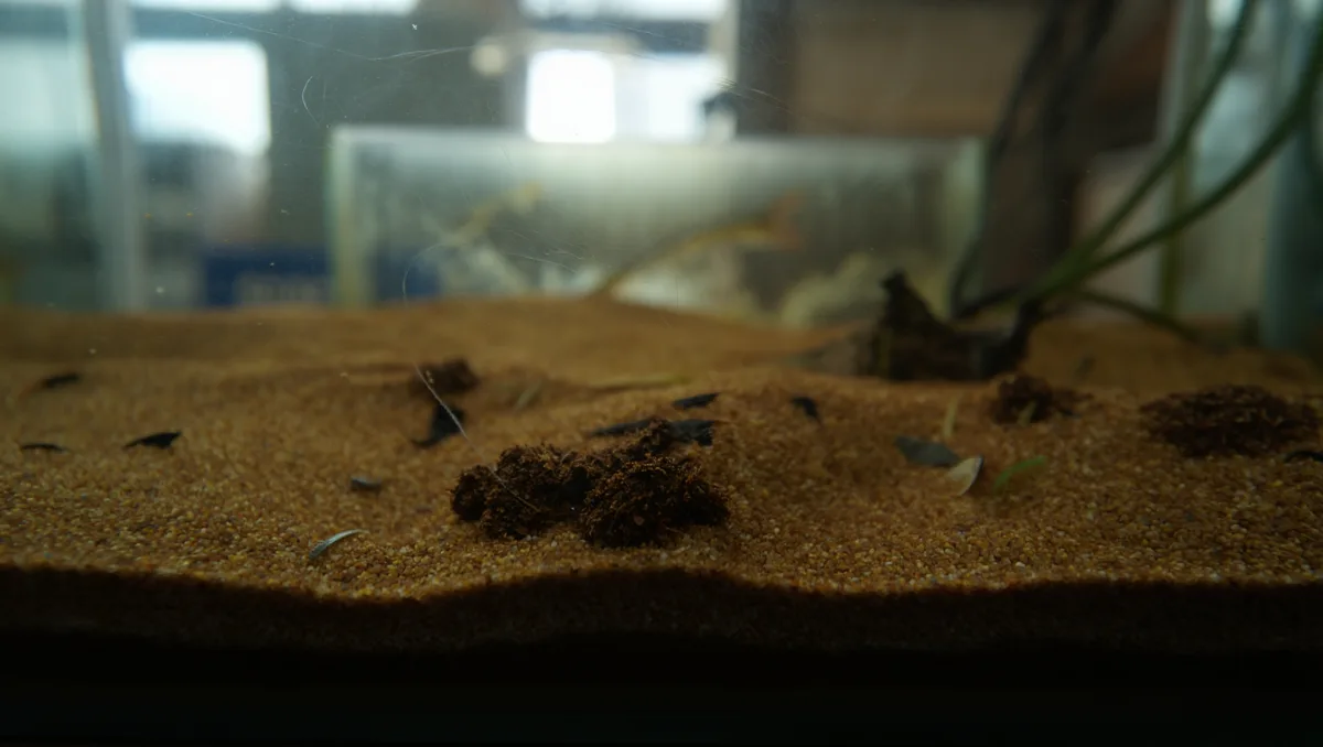Quels signes indiquent que le sable a besoin d’un nettoyage ? — Avant de sortir l’aspirateur, observez le sable. Un dépôt foncé en surface, des zones d’odeur désagréable, une prolifération d’algues sur le sol ou une accumulation visible de restes de