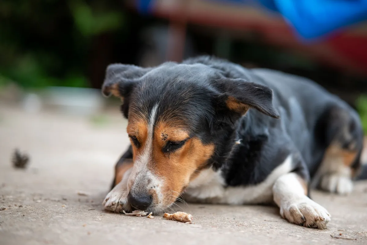 Chien manifestant une augmentation d'appétit et réclamant de la nourriture