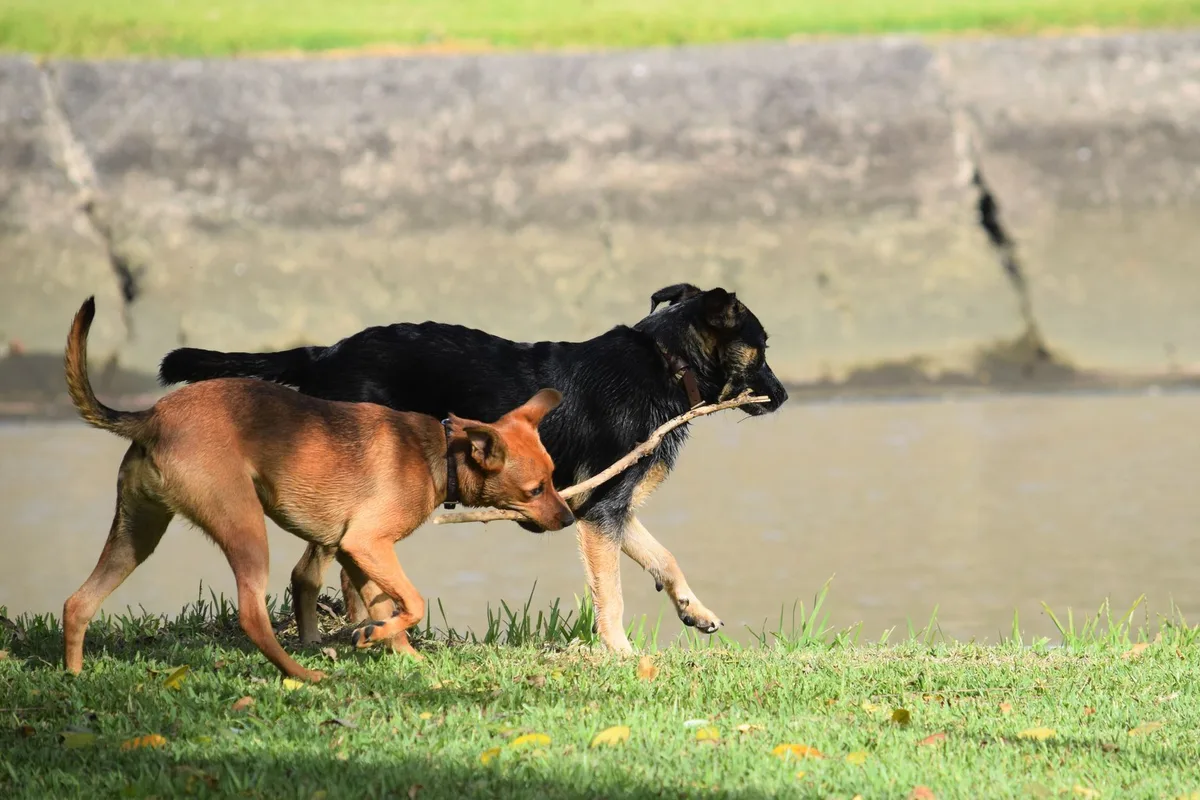 Chien jouant et faisant de l'exercice pour maintenir son poids de forme