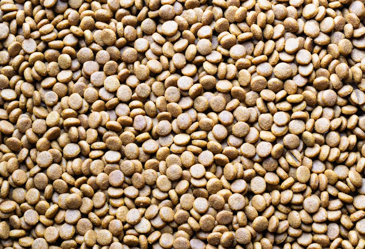 Chaîne de production industrielle de croquettes avec équipements d'extrusion et contrôle qualité