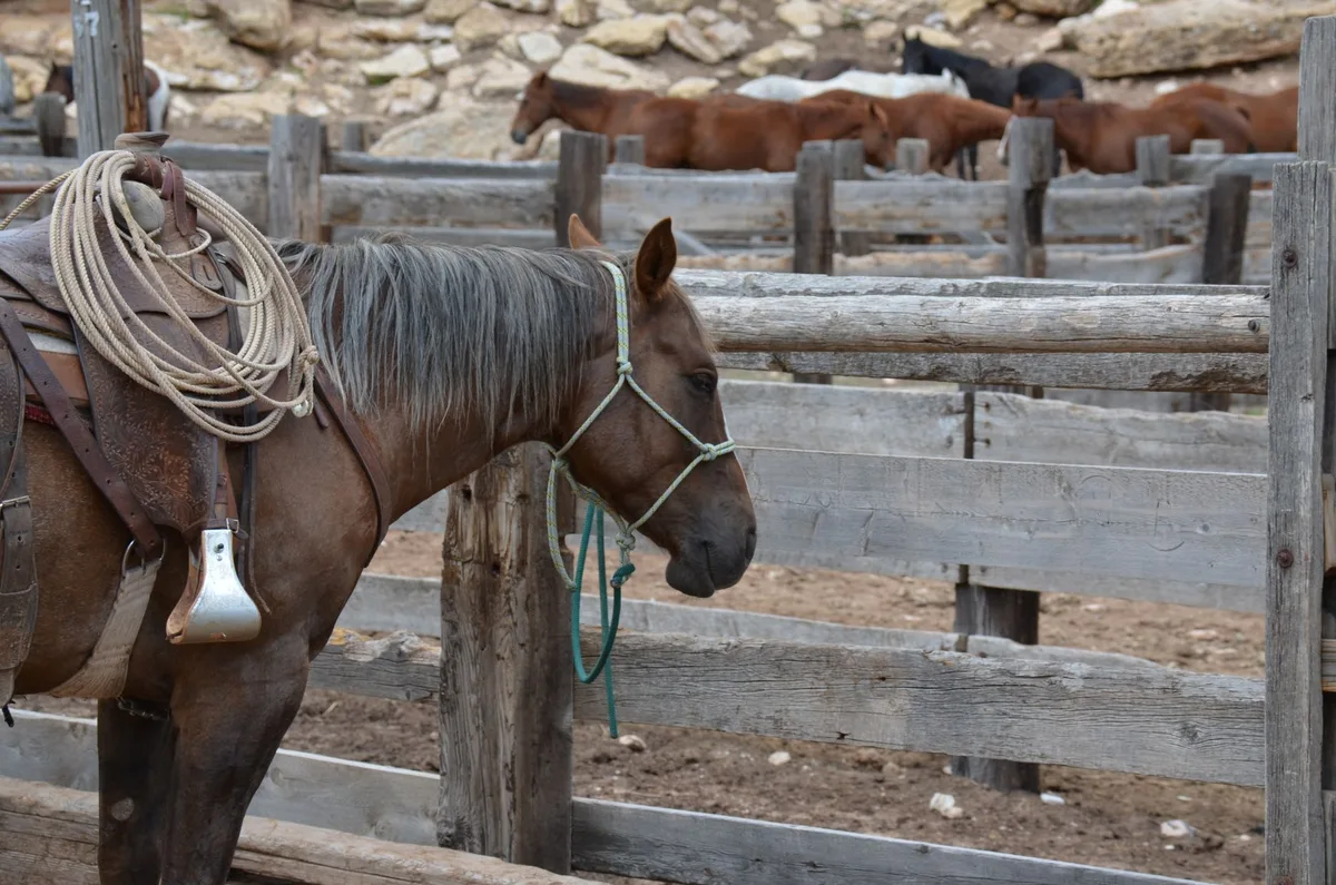 Une pierre à sel placée dans un box de cheval, à l'abri de l'humidité et des déjections.