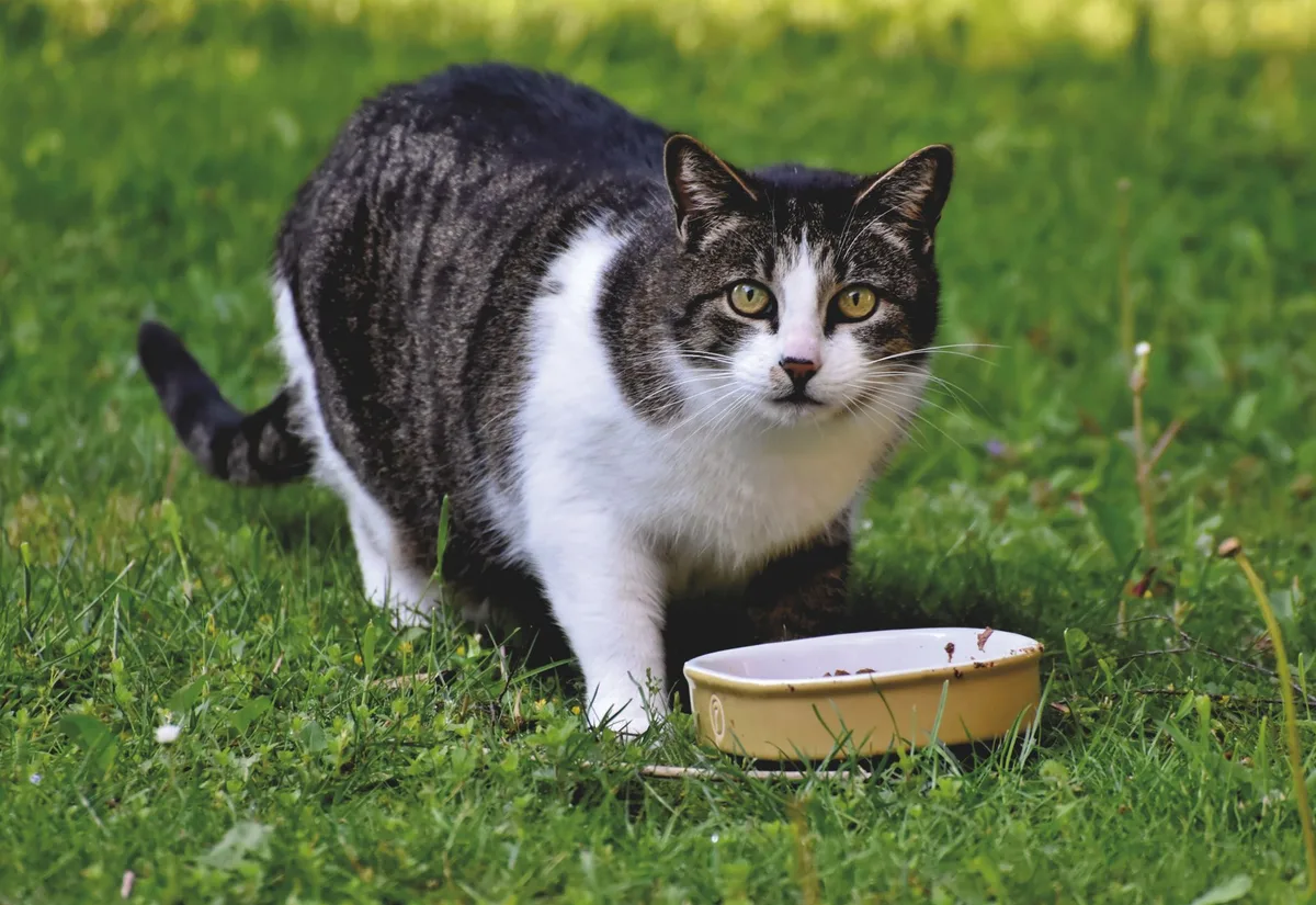Chat mangeant dans une gamelle plate et large sans gêne aux vibrisses