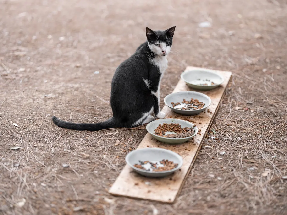 Chat déplaçant ses croquettes en dehors de sa gamelle, signe de gêne