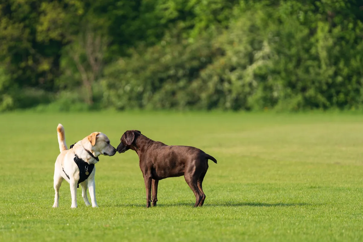 Deux chiens se rencontrent progressivement sur un terrain neutre pour évaluer leur compatibilité.