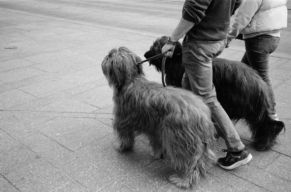 Deux chiens en laisse marchent côte à côte en milieu urbain, chacun explorant à son rythme.