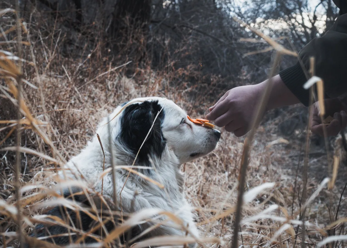 Main d'un maître offrant une friandise à un chien attentif lors d'une séance d'entraînement