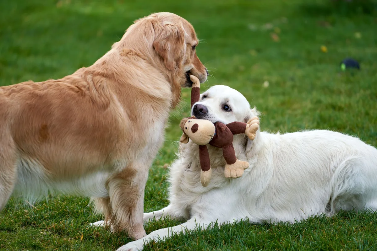 Un chien jouant avec un jouet comme forme de récompense alternative aux friandises