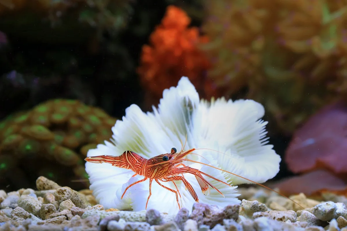 Crevettes se nourrissant du biofilm sur une feuille en aquarium
