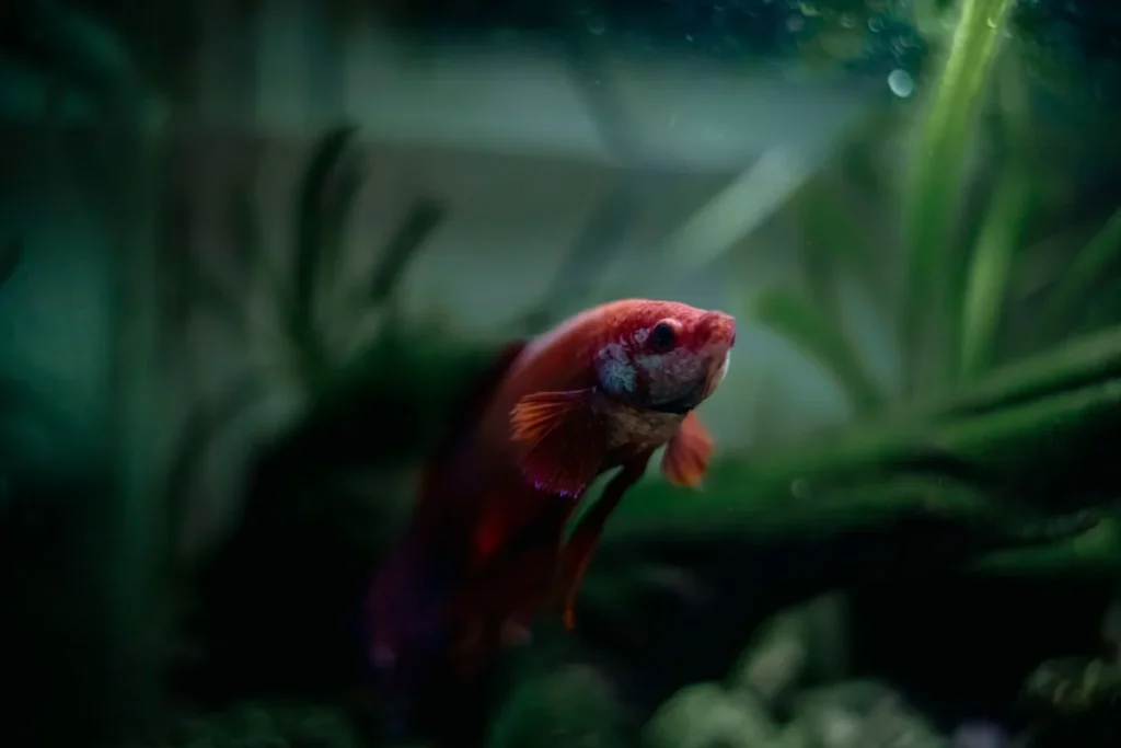 Feuilles de catappa en décomposition dans un aquarium avec eau légèrement teintée en ambré
