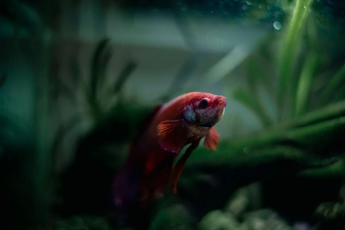 Feuilles de catappa en décomposition dans un aquarium avec eau légèrement teintée en ambré