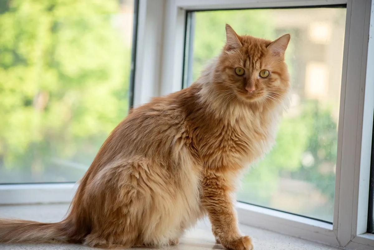 Chat en surpoids assis à l'intérieur