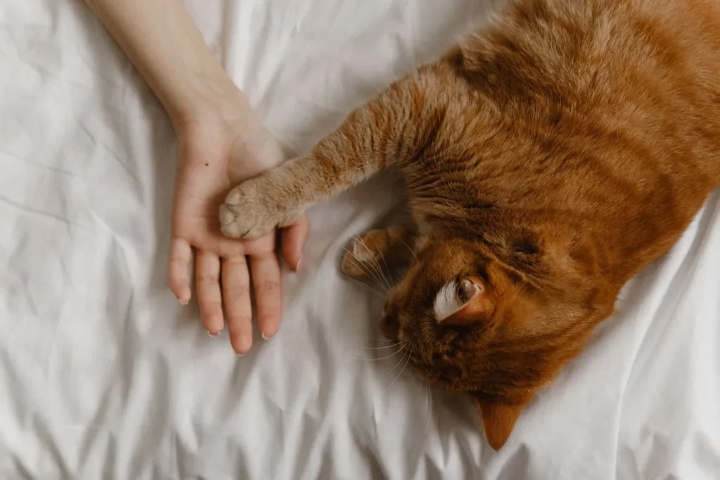 Main tenant une friandise devant un chat attentif assis