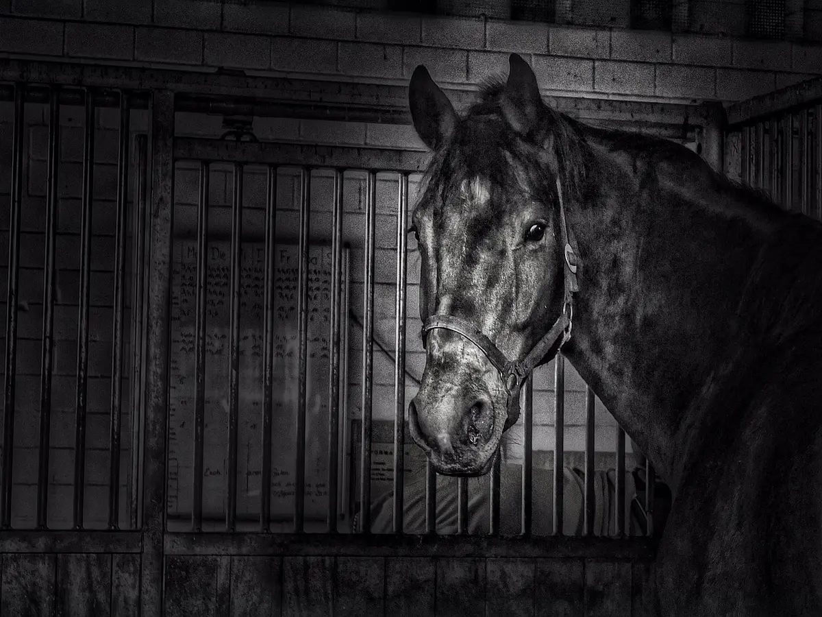 Cheval atteint de gourme avec ganglions enflés au niveau du cou et de la mâchoire en écurie